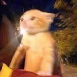 Meet your Posher, Shyann